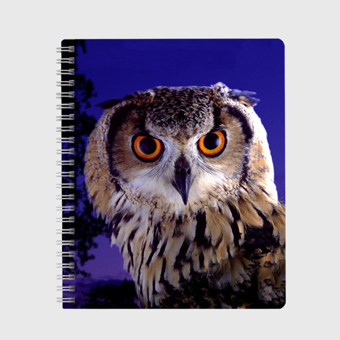 Тетрадь Сова в ночи фото