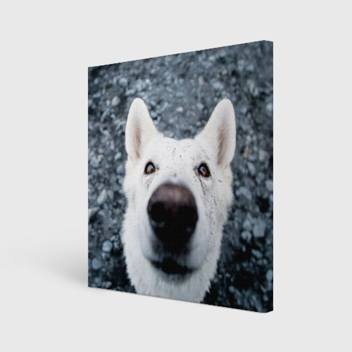 Холст квадратный собака нос крупно фото